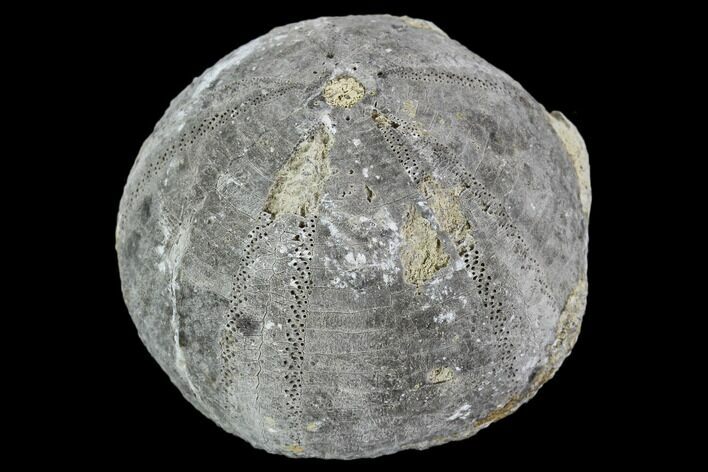 Fossil Sea Urchin (Eucosmus) - Morocco #107979